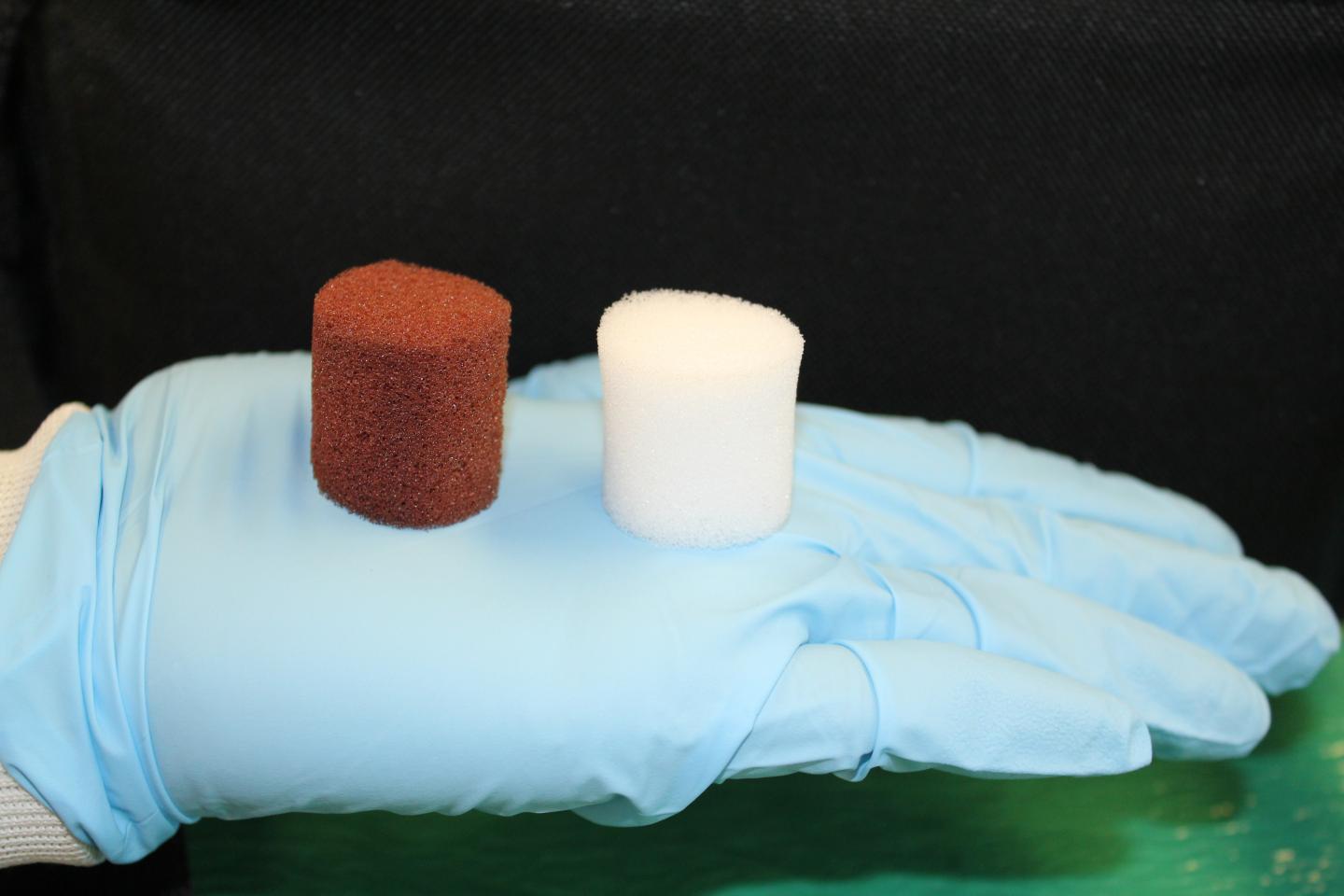 Sponge IMAGE EurekAlert Science News Releases