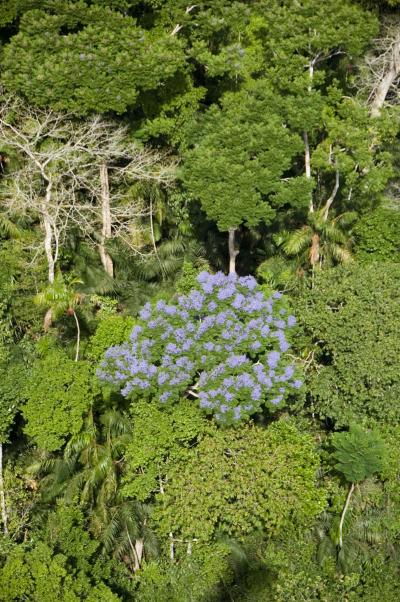 Forest Photo (2 of 2)