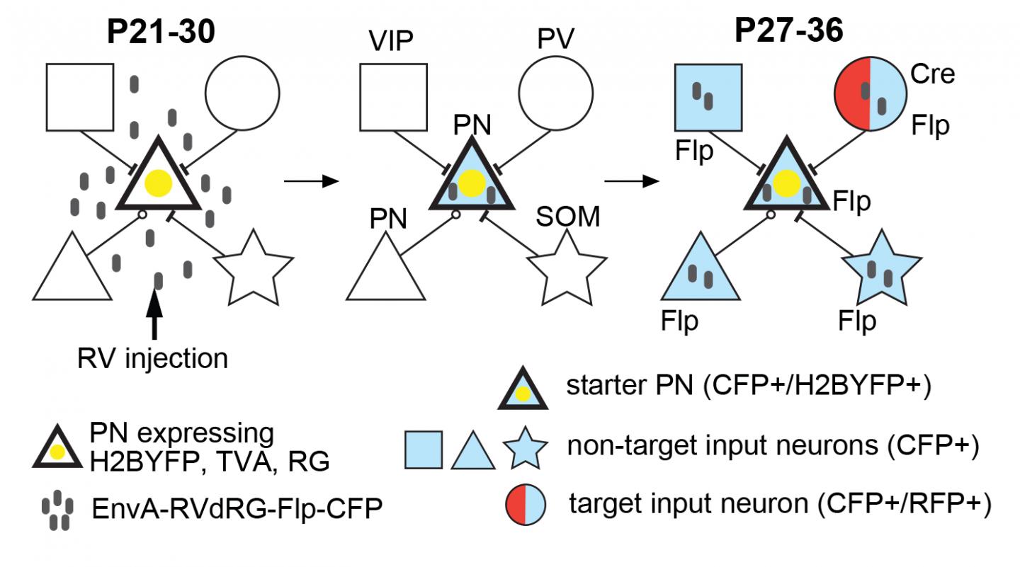 Schematic of Intersectional Monosynaptic Tracing (iMT) Principle