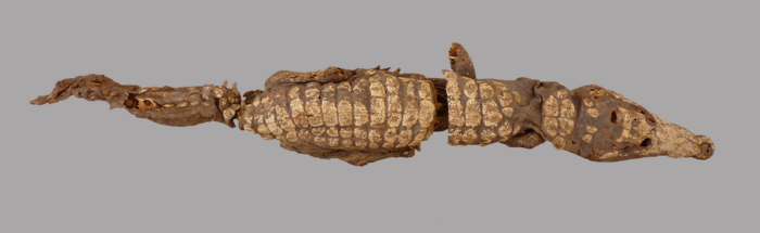 Newly discovered crocodile mummies of variable quality from an undisturbed tomb at Qubbat al-Hawā (Aswan, Egypt)