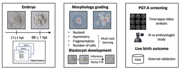 The artificial intelligence platform for automated embryonic assessment, aneuploidy detection, and live-birth prediction