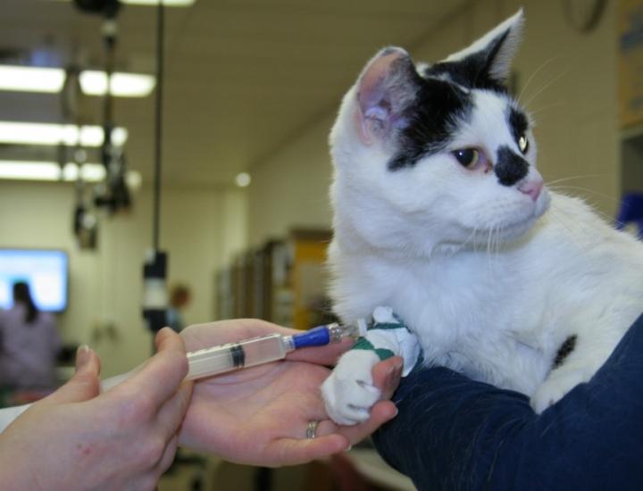 Feline Patient