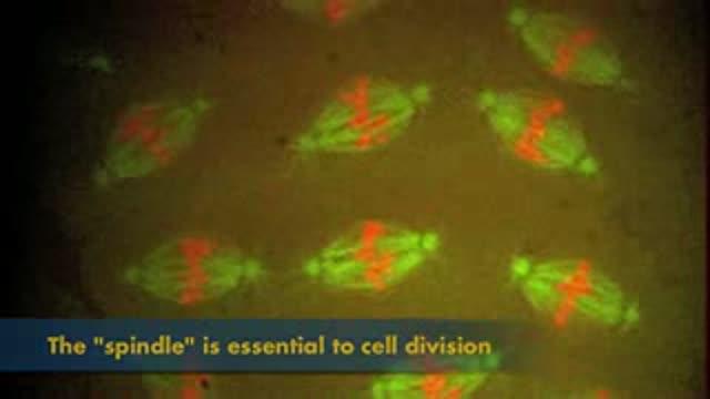Kinesin-5 Structure, Cell Division and Cancer