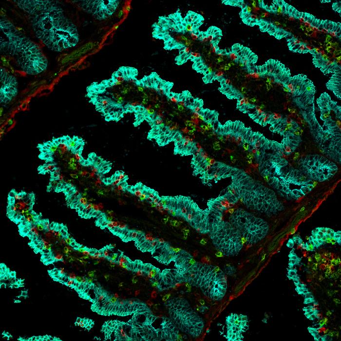 Pictures of specialized immune cells