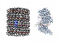 研究で明らかになった核タンパク質−RNA複合体の構造