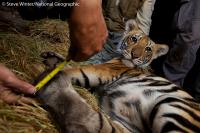 Tiger Cub, Thailand