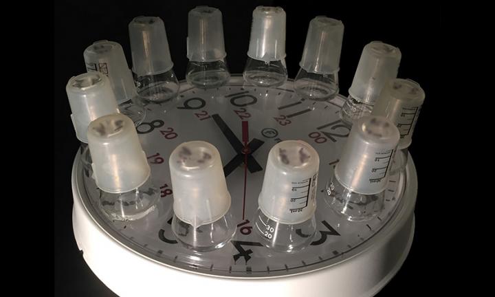 Evolutionary Time Machine