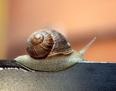 Snail