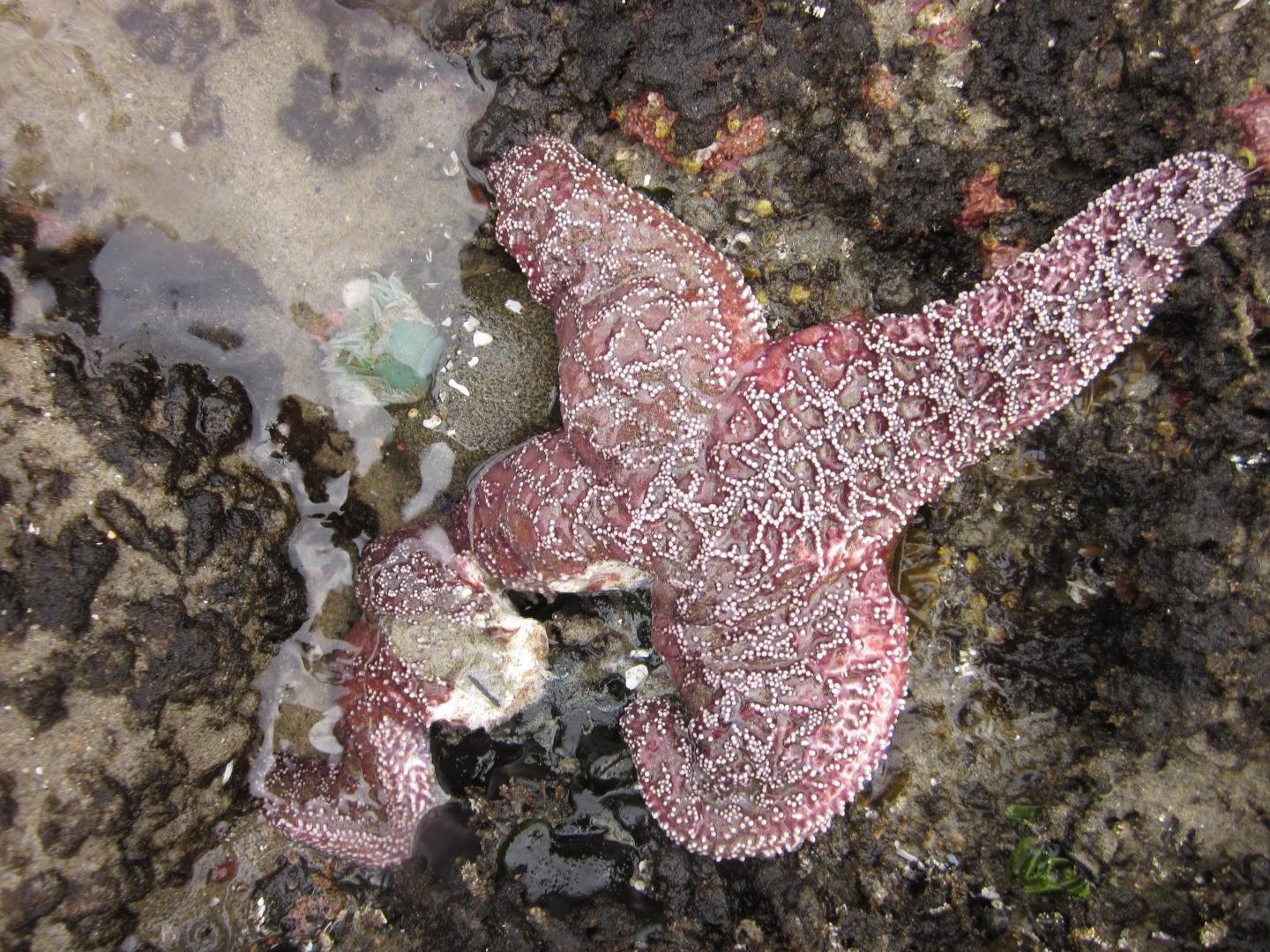 Purple Sea Star