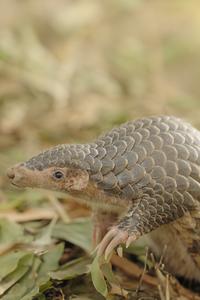 Chinese Pangolin