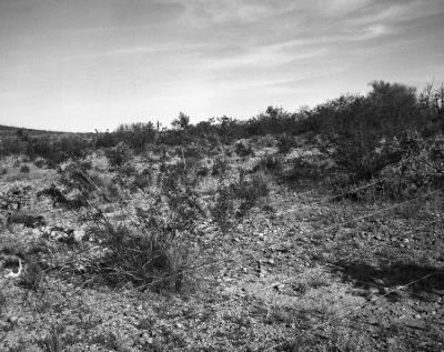 Repeat Photography, Tumamoc Hill, 1978