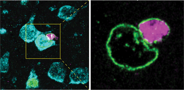 glia-neuron pair