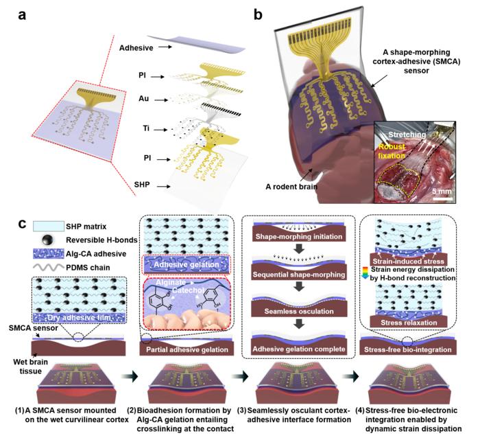 Figure 1. Overview and operation principle of a shape-morphing cortex-adhesive (SMCA) sensor