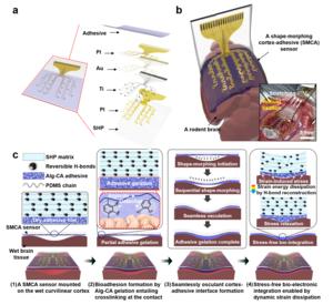 Figure 1. Overview and operation principle of a shape-morphing cortex-adhesive (SMCA) sensor