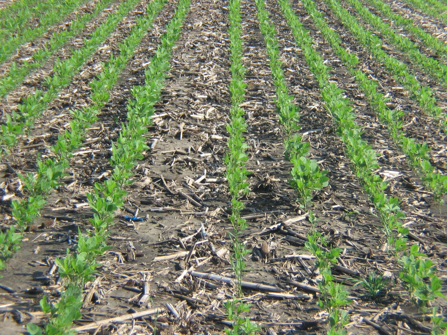 Cover Crops with No-till Treatment