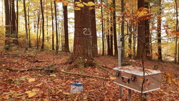 Measuring ecosystem functions in the soil and trees