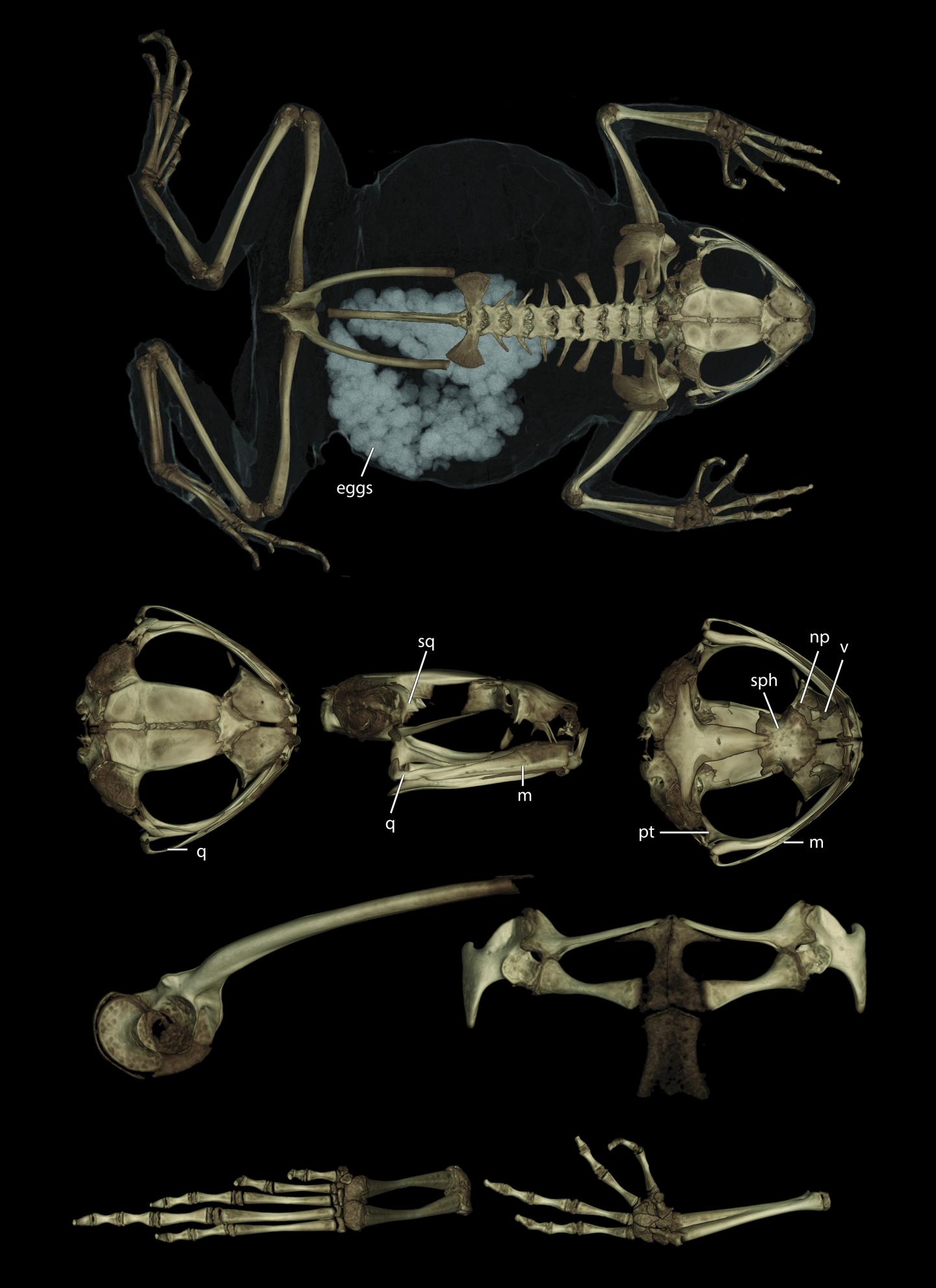 CT-Scan of <i>Poyntonophrynus pachnodes</i> (Holotype)