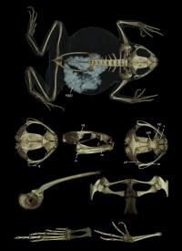 CT-Scan of <i>Poyntonophrynus pachnodes</i> (Holotype)