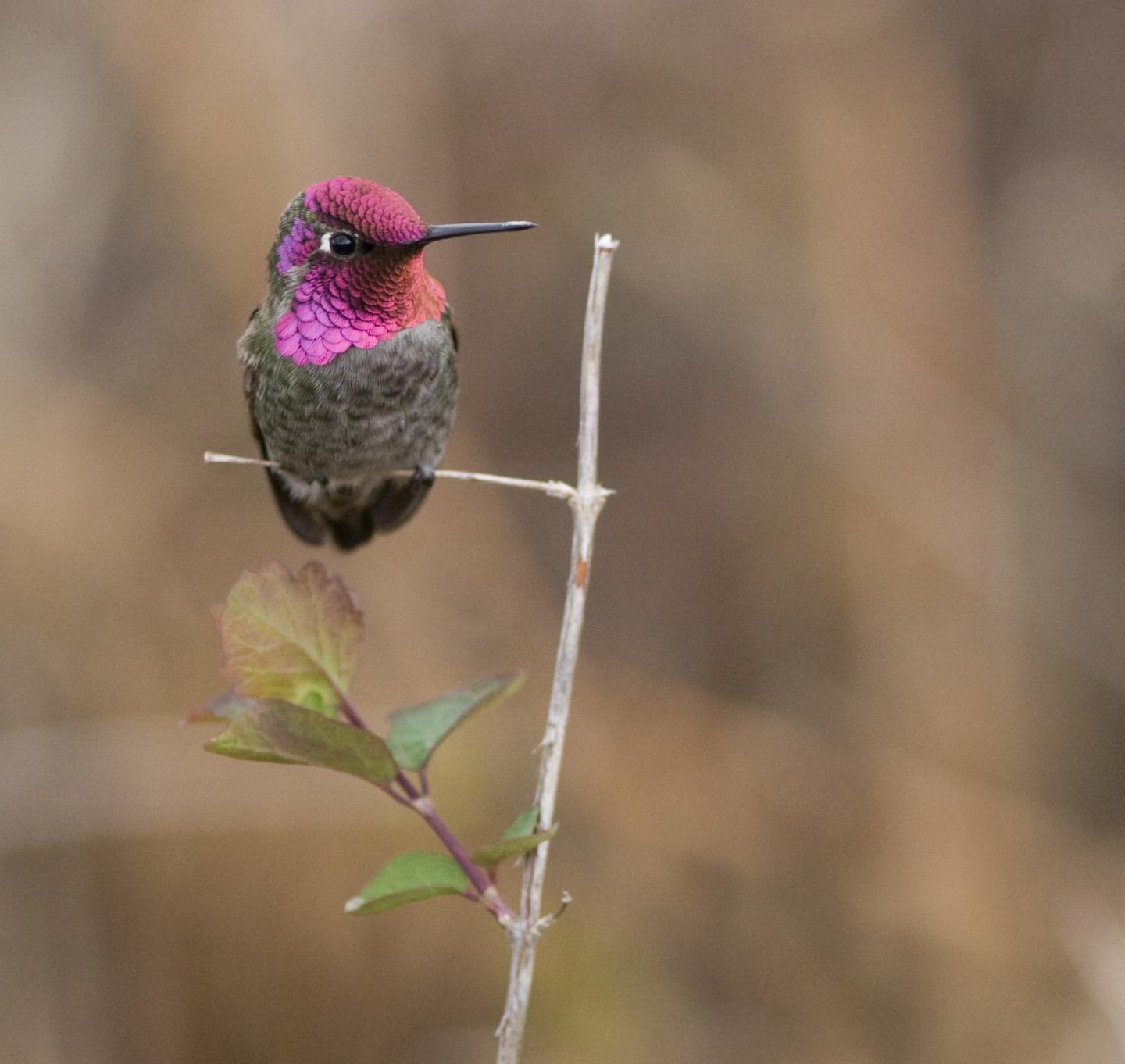 Anna's Hummingbird, <i>Calypte anna</i>