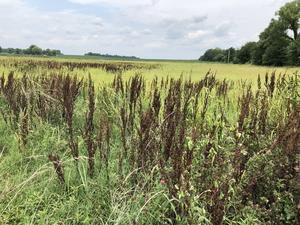 Dicamba drift: New use of an old herbicide disrupts pollinators