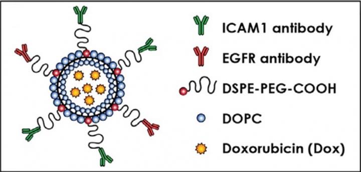 Complementary Targeting up Close