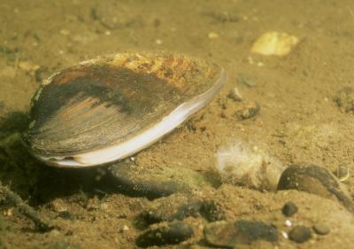 Prozac Threatens Survival of Freshwater Mussels