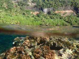 Pocillopora corals on Pagan, CNMI