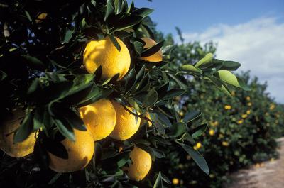 Citrus Crop Irrigation