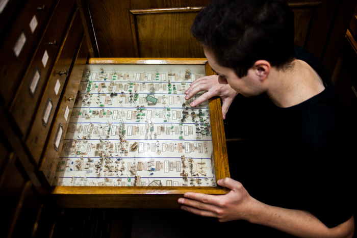 Entomologist at work in the Hymenoptera collection