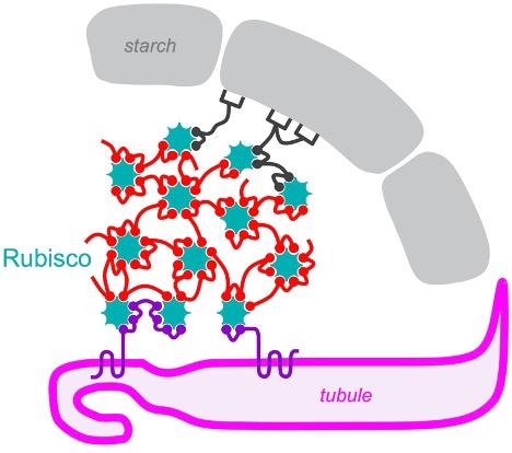 Princeton researchers discover how Rubisco self-assembles