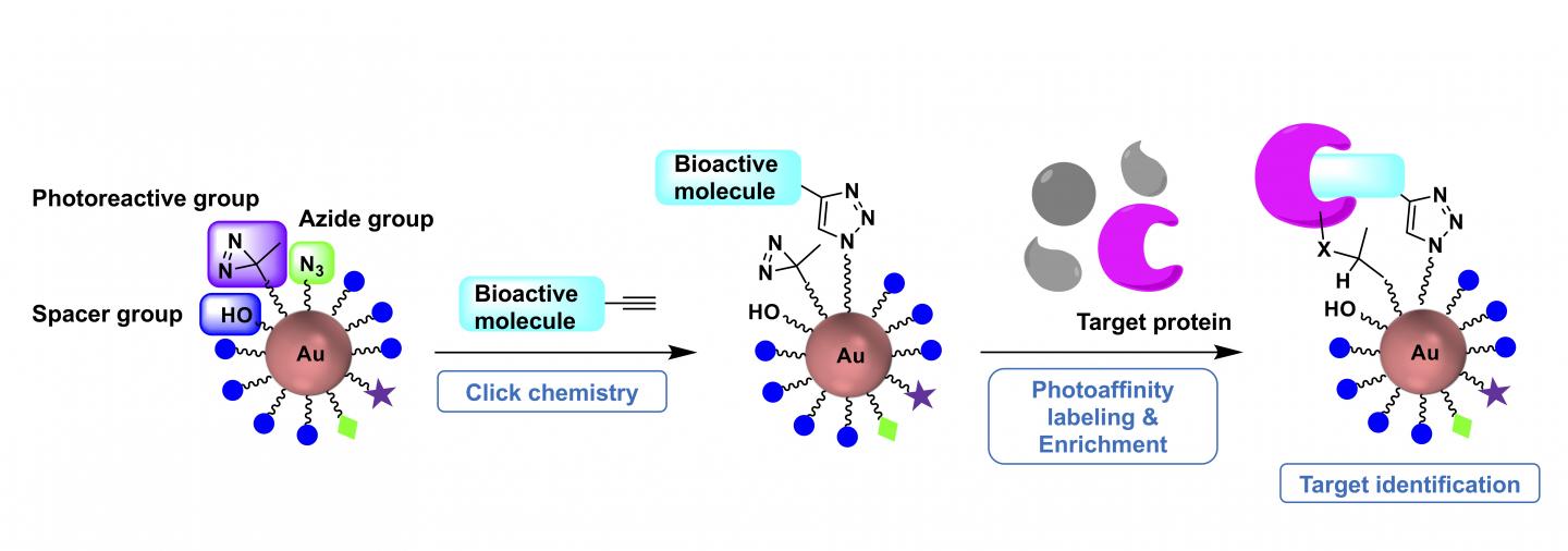 One-step preparation of photoaffinity probes