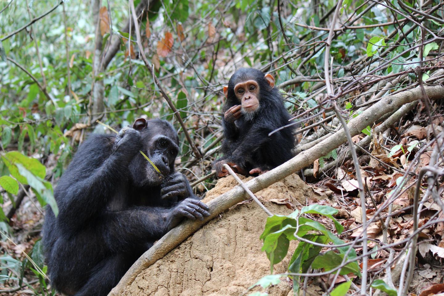 Adult Female Chimpanzee Termite-Fishing with Offspring