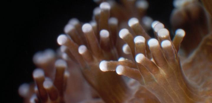 Coral Tricks for Adapting to Ocean Acidification 3