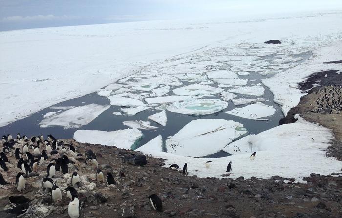 Adelie Penguins near seasonal sea ice in Antarctica