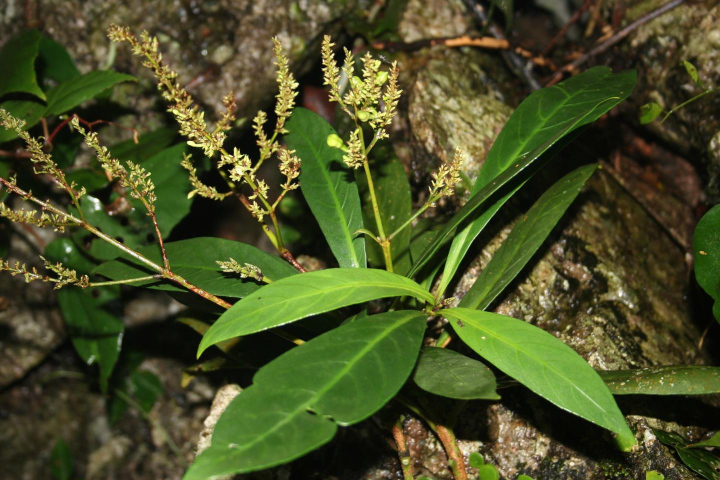 Willow-leaved Justicia