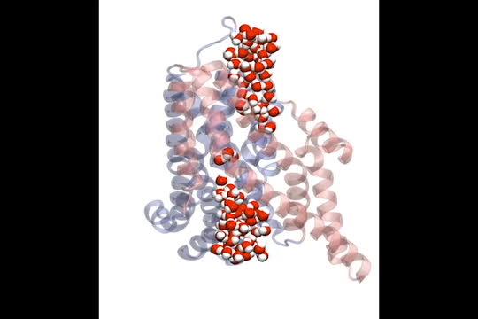 Water moving through the glutamate transporter