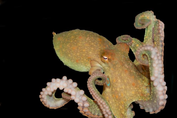 Touch and taste? It's all in the tentacles | EurekAlert!