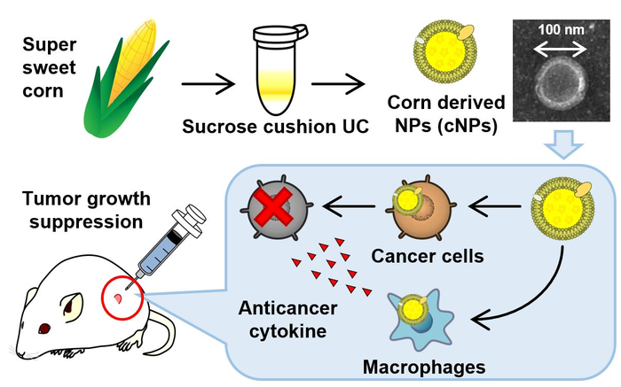 An A-maize-ing Anticancer Therapeutic from Corn Plants.