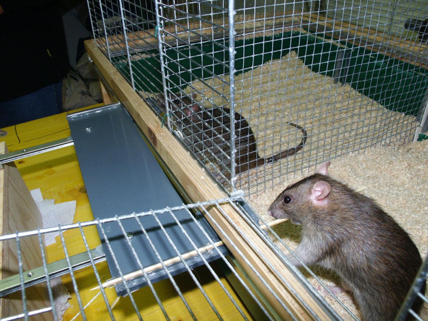Two shiny rats in cages with dividing wall