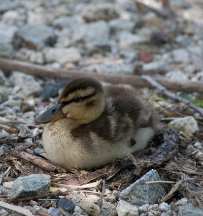 A Study Reveals Why Tactile Specialist Ducks Can Forage Shortly after Hatching