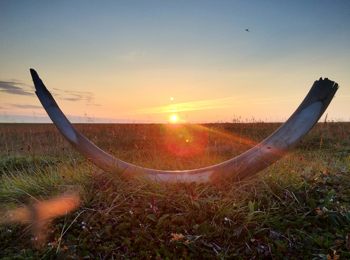 Mammoth tusk and midnight sun