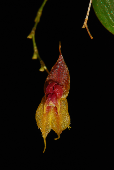 Lepanthes oro-lojaensis