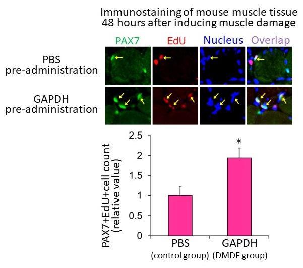 Exposure to leaking metabolic enzymes promotes proliferation of satellite cells after muscle injury