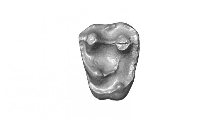 Fossilized Tooth of <i>Parvimico materdei</i>, Smallest Fossil Monkey Ever Found