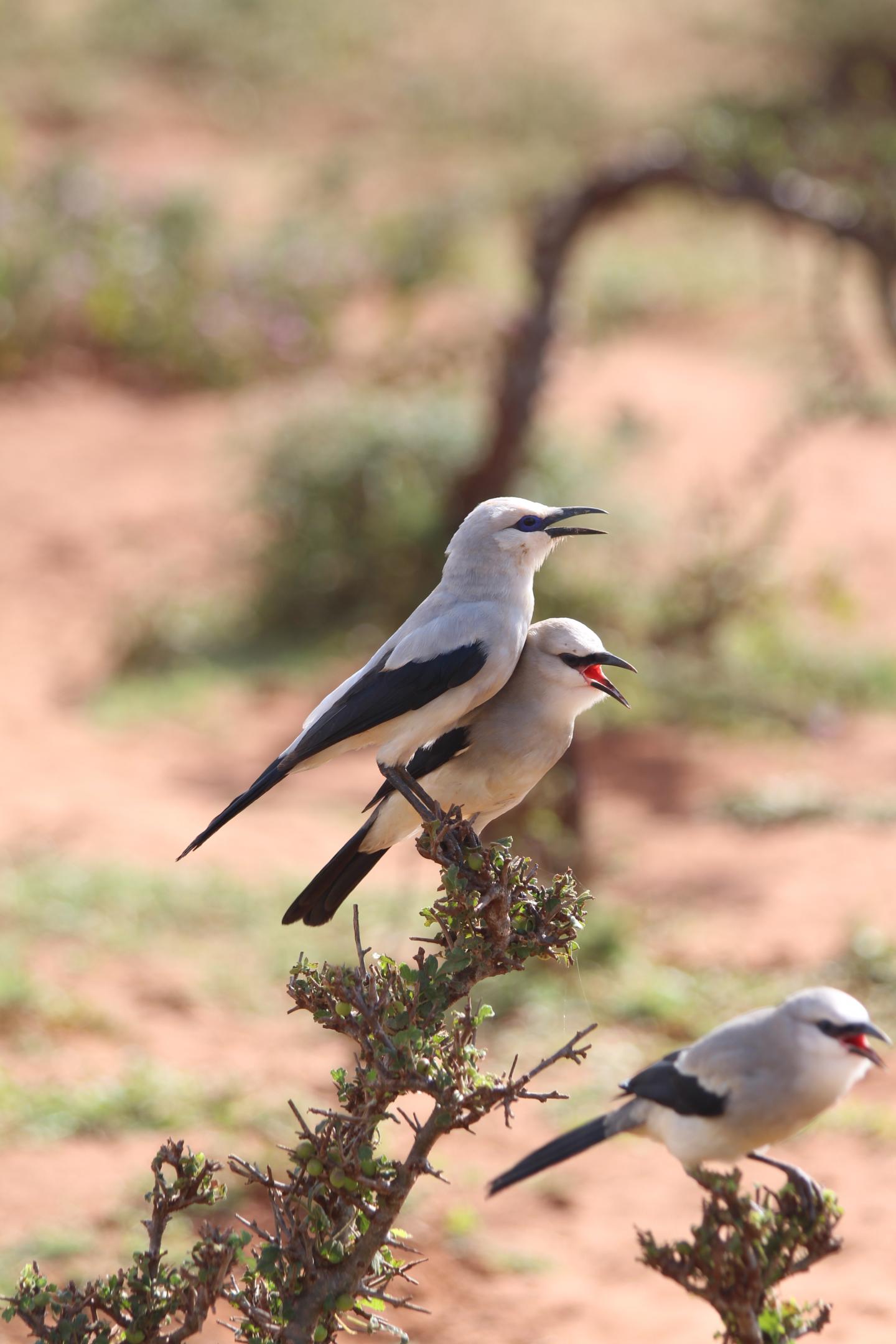 Ethiopian Bush-crow