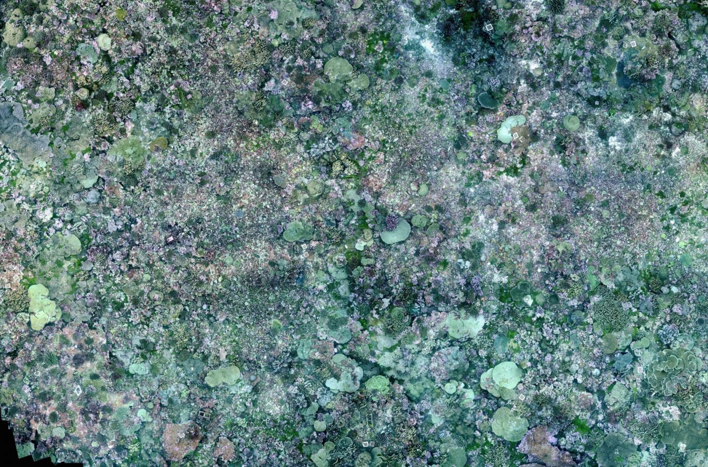 Photomosaic of a Coral Reef in Palmyra