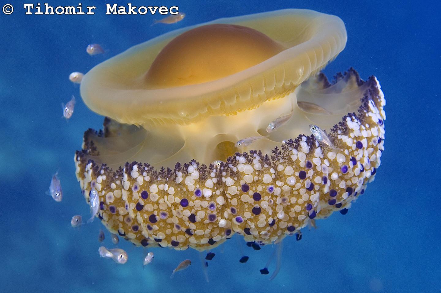 <i>Cotylorhiza tuberculata</i>