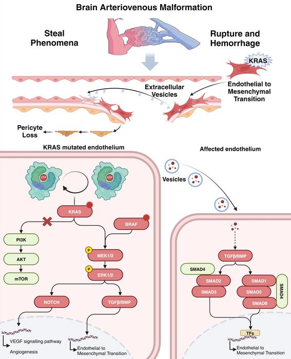 Mechanisms of Mutation-Induced Pathogenesis in sporadic AVMs.