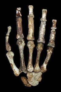 Hand Bones of Au. sediba (2 of 2)