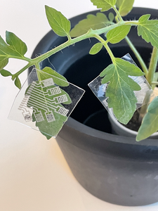 Multifunctional sensor patches detect plant diseases